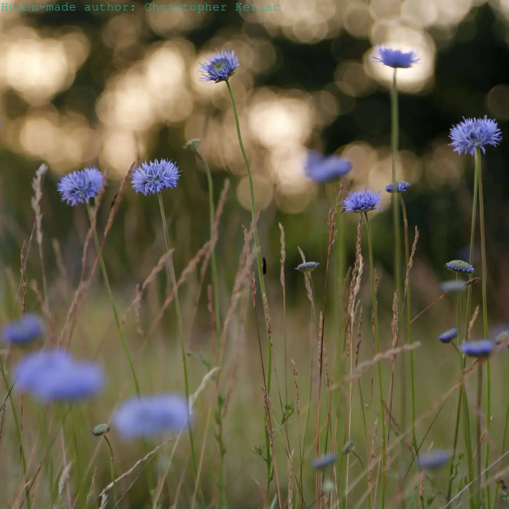 meditation grass